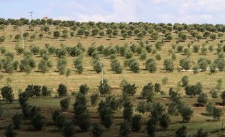 A produção integrada de oliveira será tema de um curso para qualquer pessoa interessada
