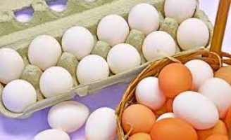 Produtores brasileiros exportam menos ovos em 2022 mas ganham mais dinheiro com as vendas