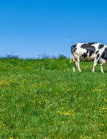 Pasto saudável e bem nutrido promove aumento da produção de leite na propriedade