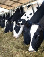A repetição do cio nas vacas é um problema que precisa ser visto por um veterinário