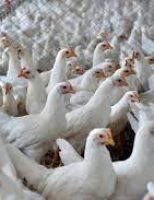 Brasil assegura o terceiro lugar no ranking mundial de produção de frango