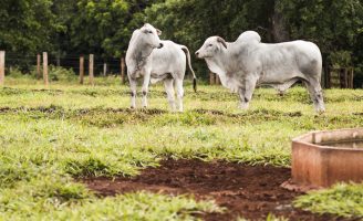 Oportunidade para o pecuarista aprender a controlar a estação de monta na fazenda