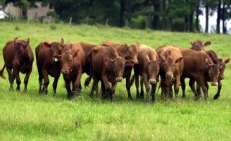 Carne produzida no bioma Pampa conquista selo de identificação