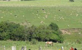 A região de maior diversidade forrageira no Brasil é a região dos pampas no sul