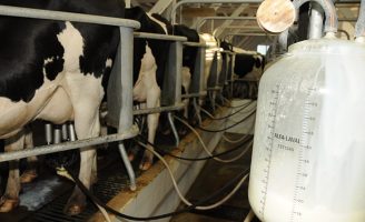 Pecuaristas já podem monitorar todo o processo de produção de leite e aumentar a produtividade do rebanho leiteiro