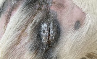 Recomendações que devem ser adotadas para controlar o mal do caroço no rebanho caprino