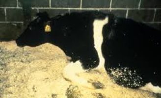 Caso de “vaca louca” confirmado no Brasil mobiliza autoridades sanitárias do país