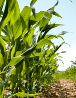 Já está nas lojas de produtos agrícolas do Brasil um inoculante capaz de aumentar o crescimento das plantas