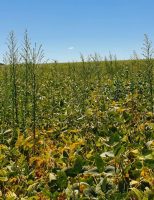 Estudos em várias regiões do pais analisam a resistência de plantas daninhas aos herbicidas