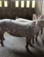Suinocultura usa “brinquedos” para melhorar o manejo na criação de porcos