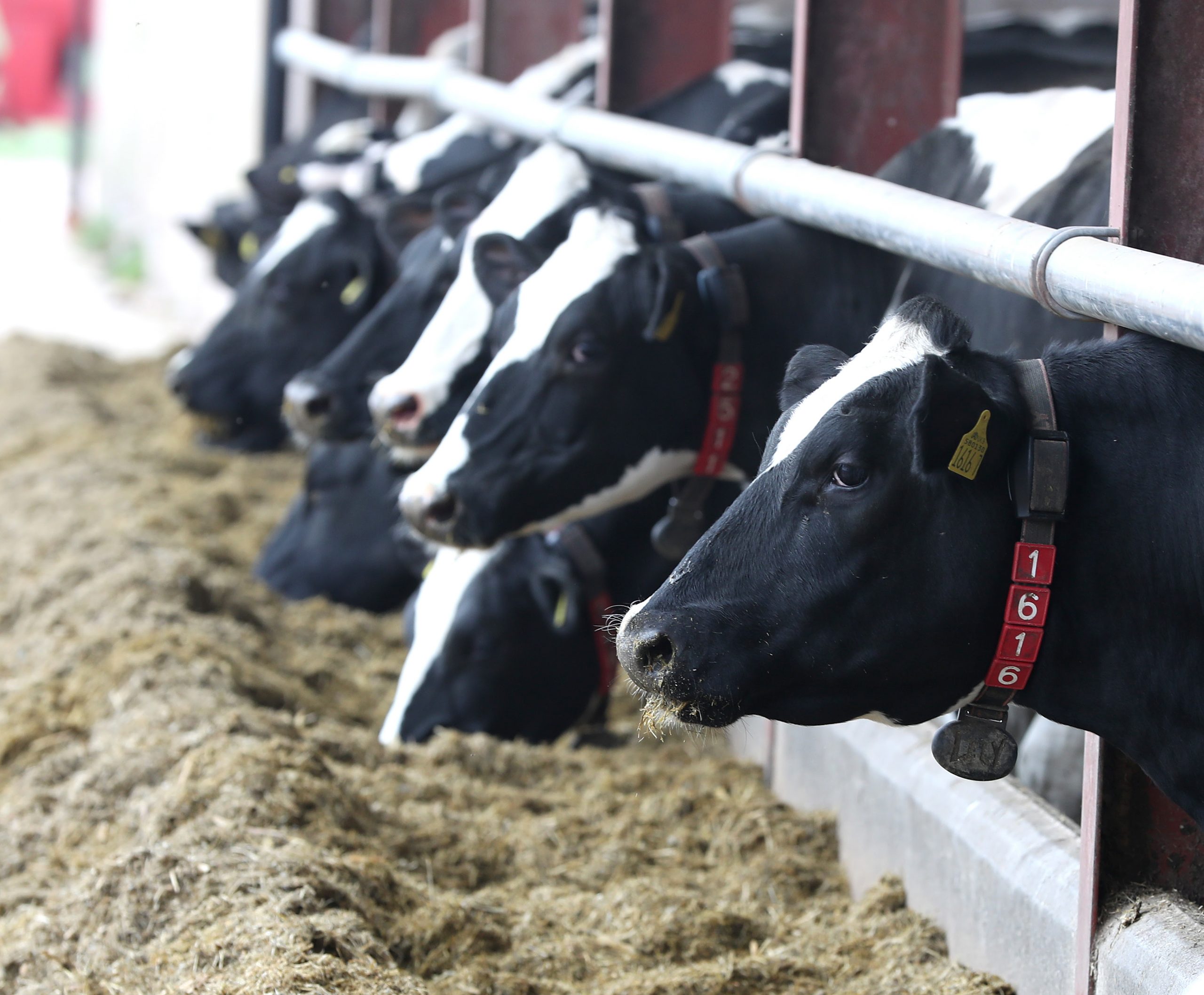 Ração correta na suplementação de vacas de leite amplia produção e lucratividade