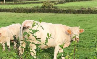 Ressincronizar o cio das vacas aumenta a prenhez e a produtividade da fazenda