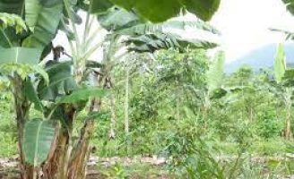 Orientações de como fazer uma agroflorestal seja como horta caseira ou como floresta na fazenda