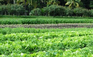 Produtores rurais estão investindo mais em nutrição vegetal