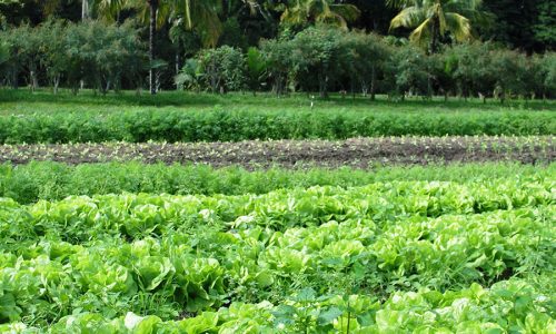 <h2><a href="https://nordesterural.com.br/produtores-rurais-estao-investindo-mais-em-nutricao-vegetal/">Produtores rurais est&atilde;o investindo mais em nutri&ccedil;&atilde;o vegetal</a></h2>O objetivo &eacute; para garantir uma boa colheita e evitar perdas.&nbsp;As primeiras proje&ccedil;&otilde;es feita pela Companhia Nacional de Abastecimento (Conab), para a produ&ccedil;&atilde;o total de gr&atilde;os para a safra 2022/23