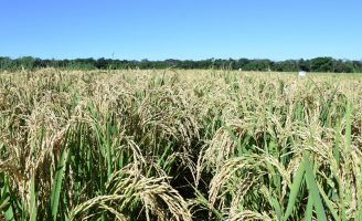 Festa para o início Oficial da Colheita do Arroz e Grãos