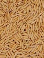 Previsão de um ano de bons negócios para os produtores de arroz