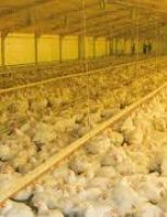 Brasil faz campanha para alertar os produtores contra a Influenza Aviária