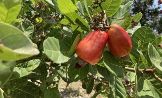A importância da produção de caju para o nordeste brasileiro