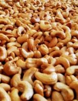 Cresce a produção de castanha de caju no Brasil