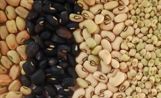 Um convite a produtores que tenham interesse em produzir as novas sementes de feijão-caupi