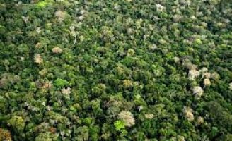 A Embrapa vai selecionar bolsistas para estudo sobre o desmatamento na Amazônia