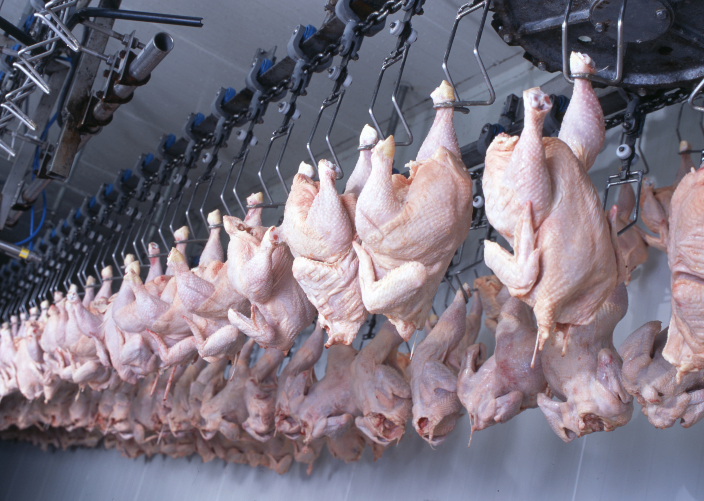 Exportações de carne de frango também crescem já no início deste ano