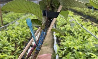 Os produtores já podem comprar mudas de goiabeiras resistentes ao nematoide-das-gralhas