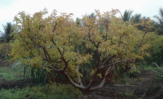 O nematoide das gralhas é a principal praga que prejudica as plantações de goiaba