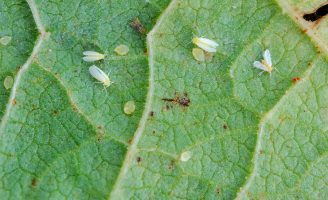 O combate à praga da mosca-branca agora já pode ser feito com um inseticida biológico