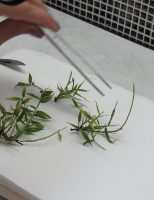 Técnica ensina a produzir bambu em larga escala