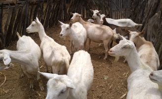 Pesquisadores procuram formas de melhorar o desempenho da caprinocultura leiteira