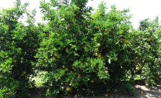 Pomar pode ter mais pés de laranja plantado para aumentar a produtividade em menos terra