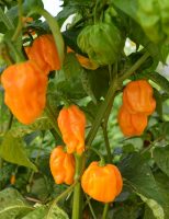 A semente de uma nova cultivar de pimenta chega ao mercado