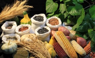 Um alerta para os produtores: cuidados para evitar comprar sementes piratas