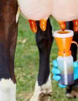 Produtores de leite têm prejuízo de R$ 6 bilhões por causa da mastite bovina