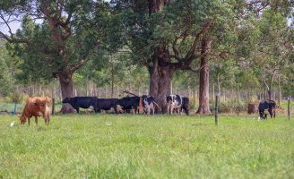 A pecuária de leite no Brasil gera baixa emissão de carbono
