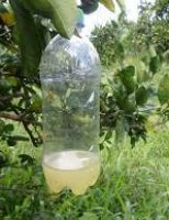 Um jeito fácil e sustentável de defender o pomar do ataque das  mosca-das-frutas