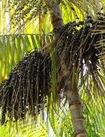 A boa rentabilidade está motivando o crescimento das plantações de açaí no Brasil