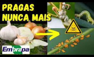 Alternativas caseiras para o controle de pragas e doenças das hortaliças