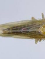 Entidades, setor público e produtores se unem para combater a Cigarrinha-do-milho