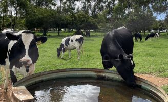 O que o produtor deve saber sobre a quantidade de água consumida pelas vacas leiteiras