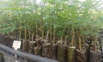 Grupo privado entra na campanha para reflorestar  a floresta amazônica