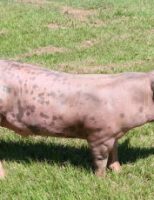 Crescem as vendas de carne suína brasileira para outros países do mundo