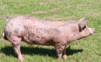 Crescem as vendas de carne suína brasileira para outros países do mundo