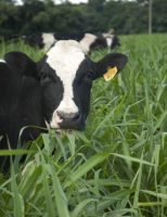 Em breve os pecuaristas terão acesso a uma tecnologia que vai promover a rastreabilidade animal