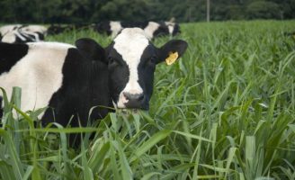 Em breve os pecuaristas terão acesso a uma tecnologia que vai promover a rastreabilidade animal