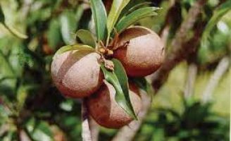 Sapoti, a fruta morena do Brasil