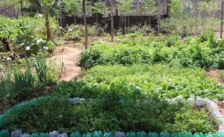 Com estruturas simples e recursos do locais, o Sisteminha faz 21 anos ajudando famílias de agricultores
