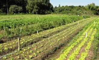Transição agroecológica traz benefícios econômicos para agricultores do Ceará